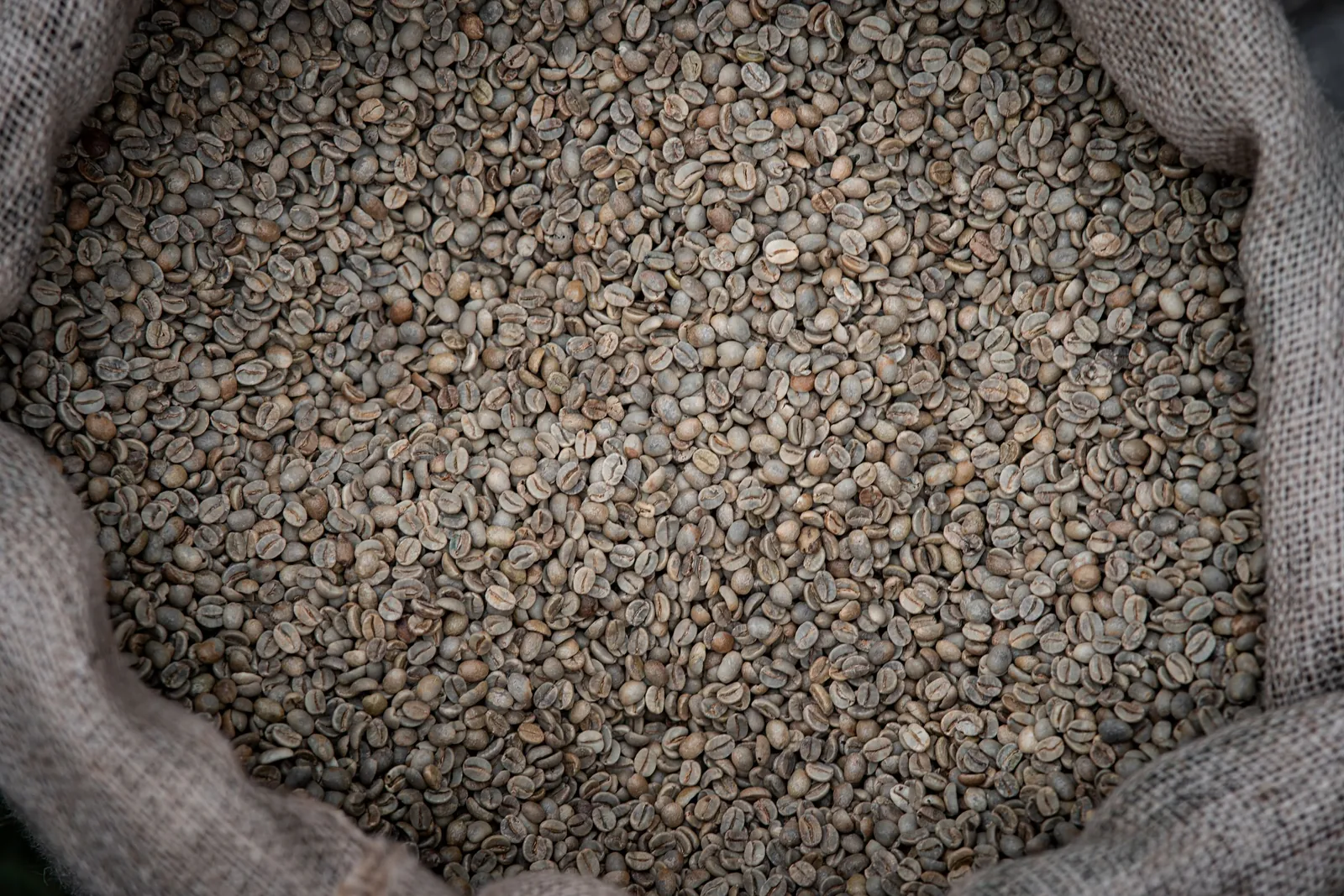 Jute sacks of green coffee in the roastery