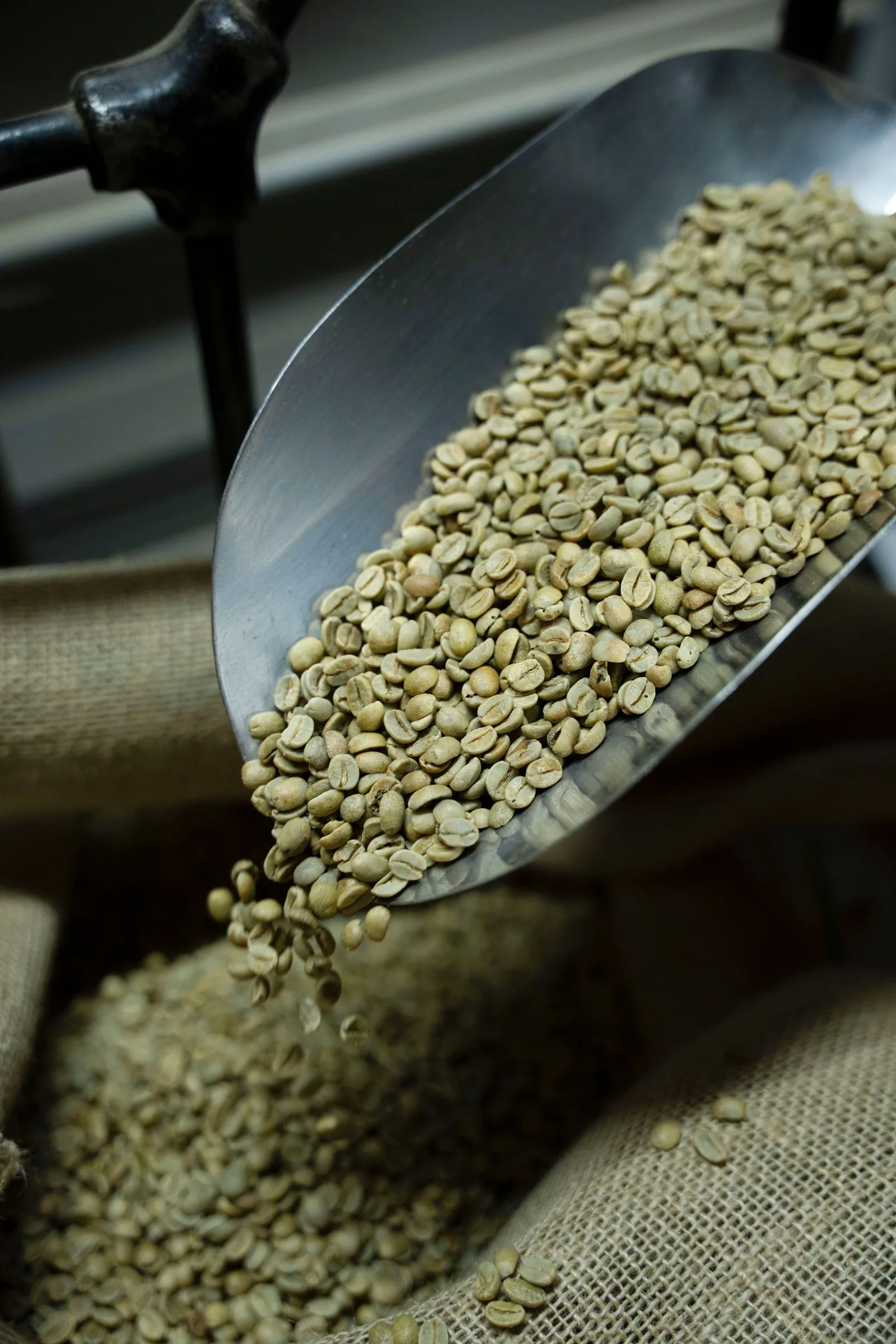 A scoop of green coffee beans