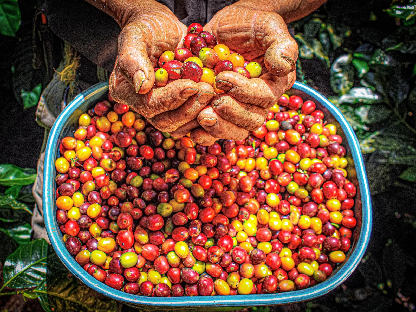 A basket of freshly picked coffee cherries in Rwanda