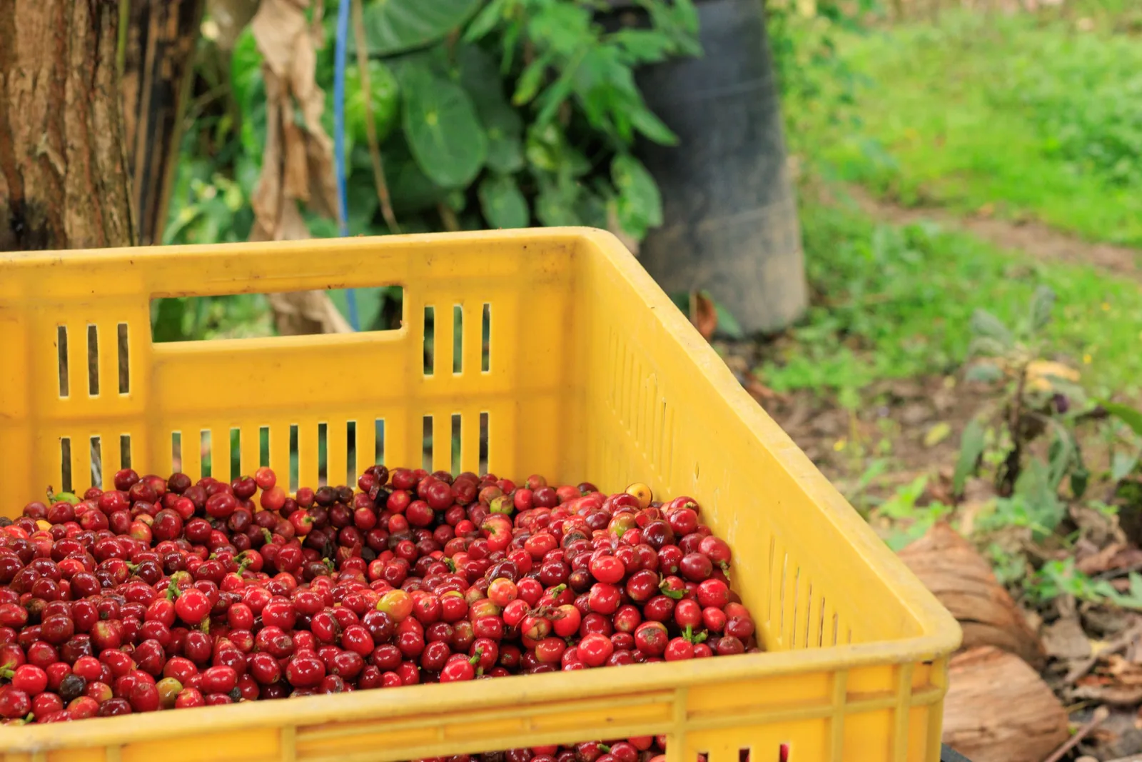 Crates of coffee cherries at a farm in Guatemala