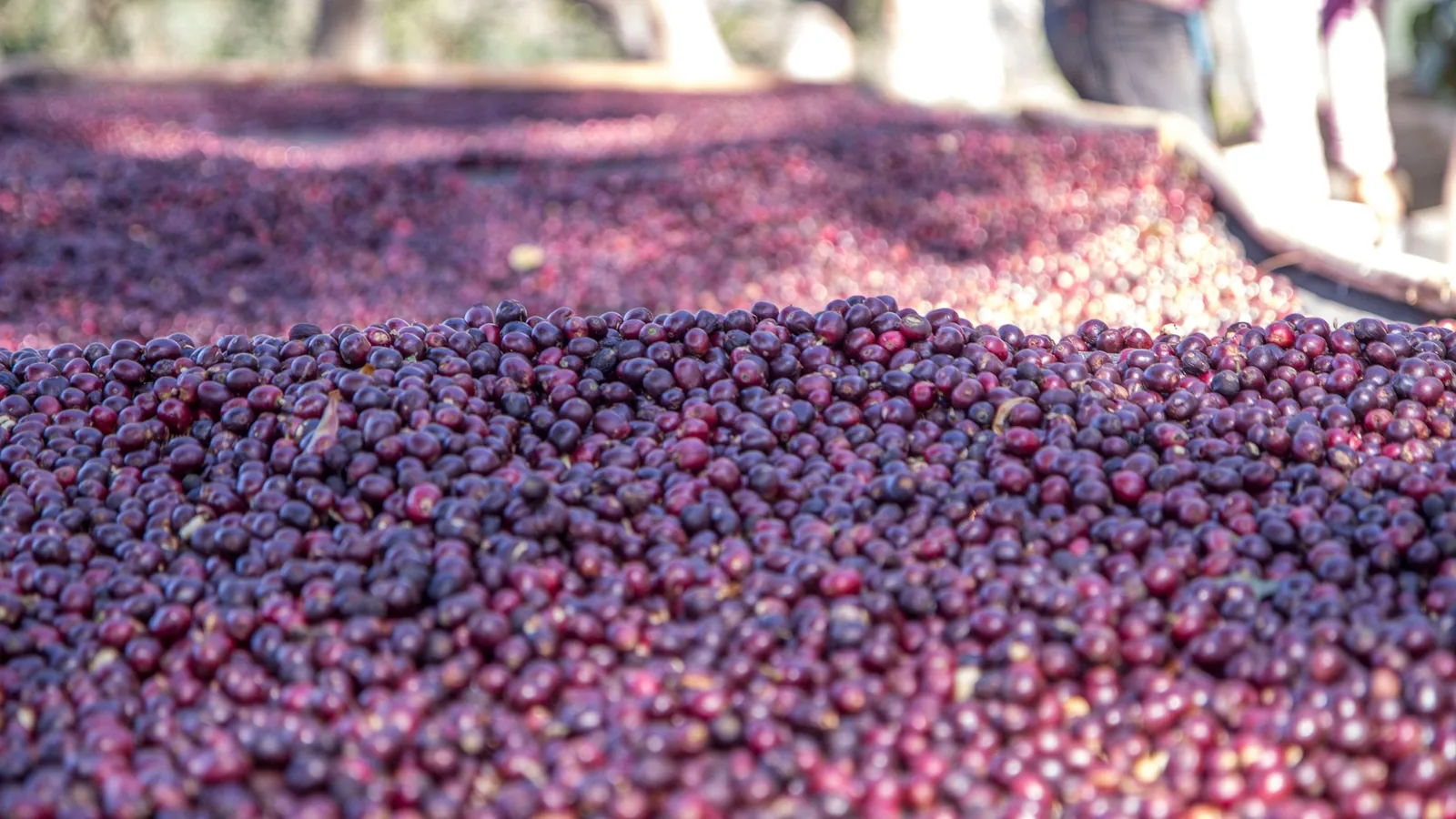 Coffee cherries drying on raised beds in Guji