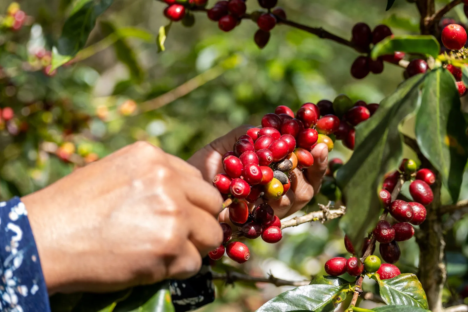 Hands picking ripe red coffee cherries from a branch