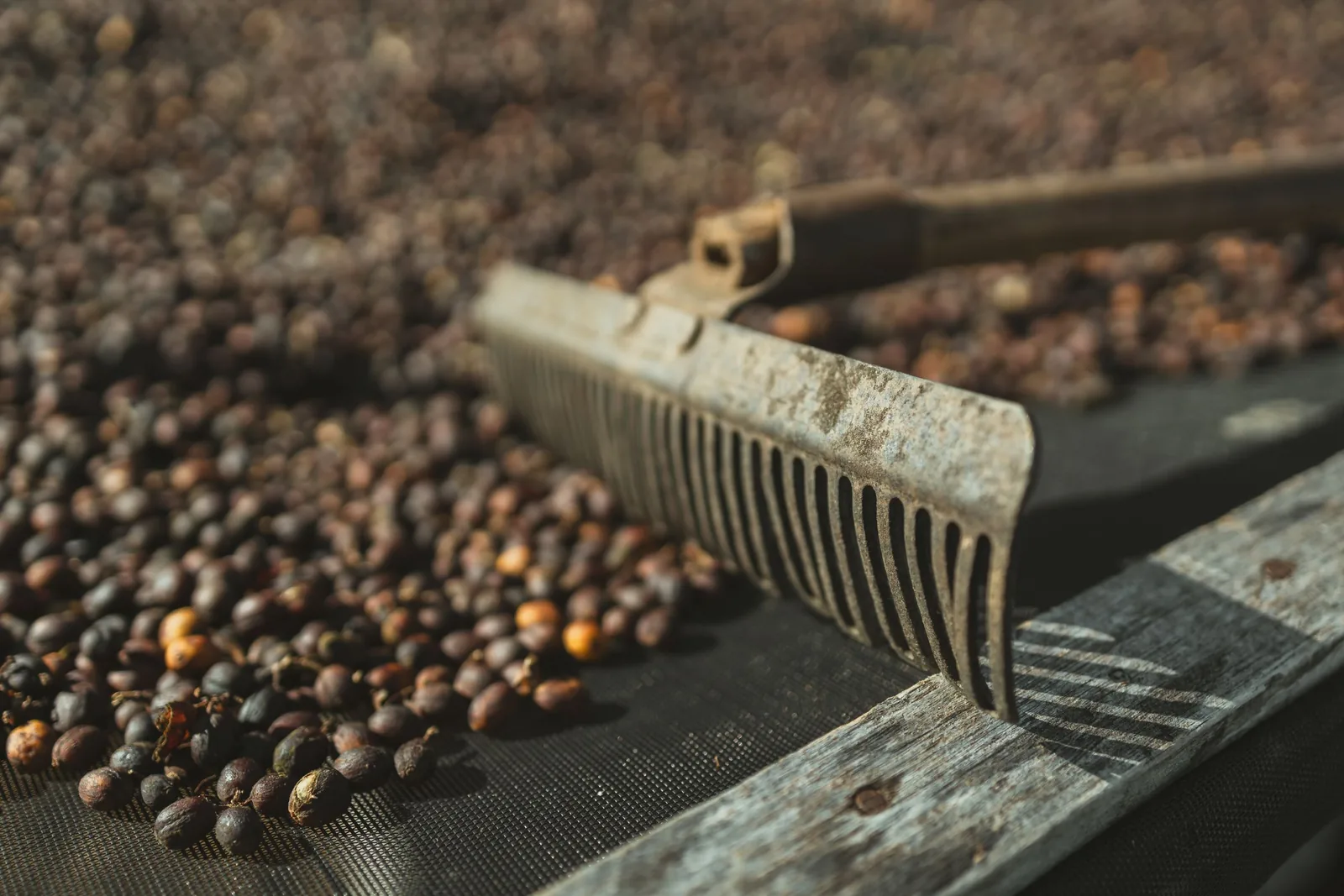 Coffee drying on a patio and raked by hand