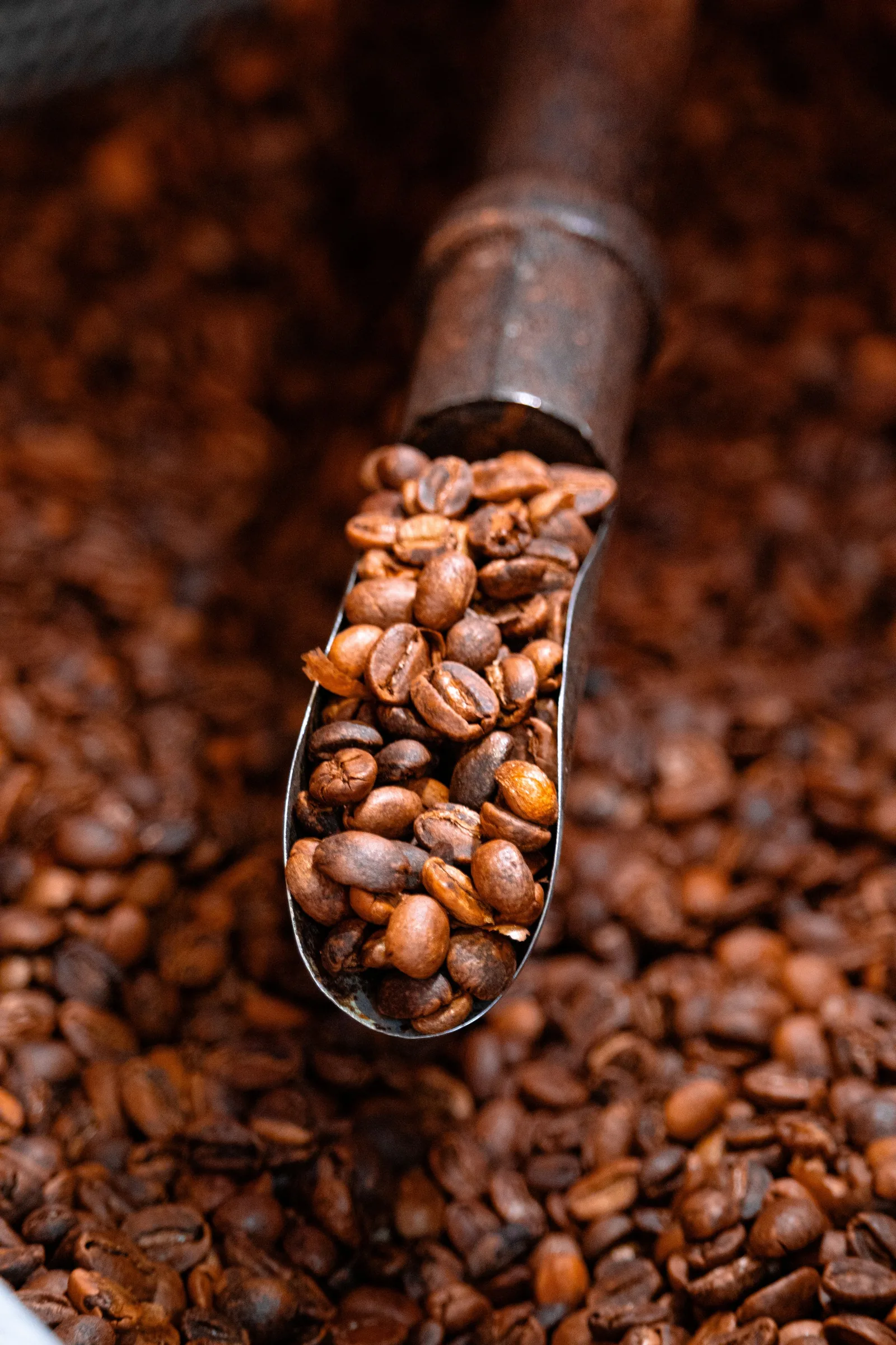 A scoop of freshly roasted coffee beans
